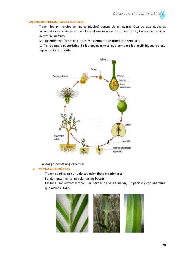 conceptos basicos de botanica